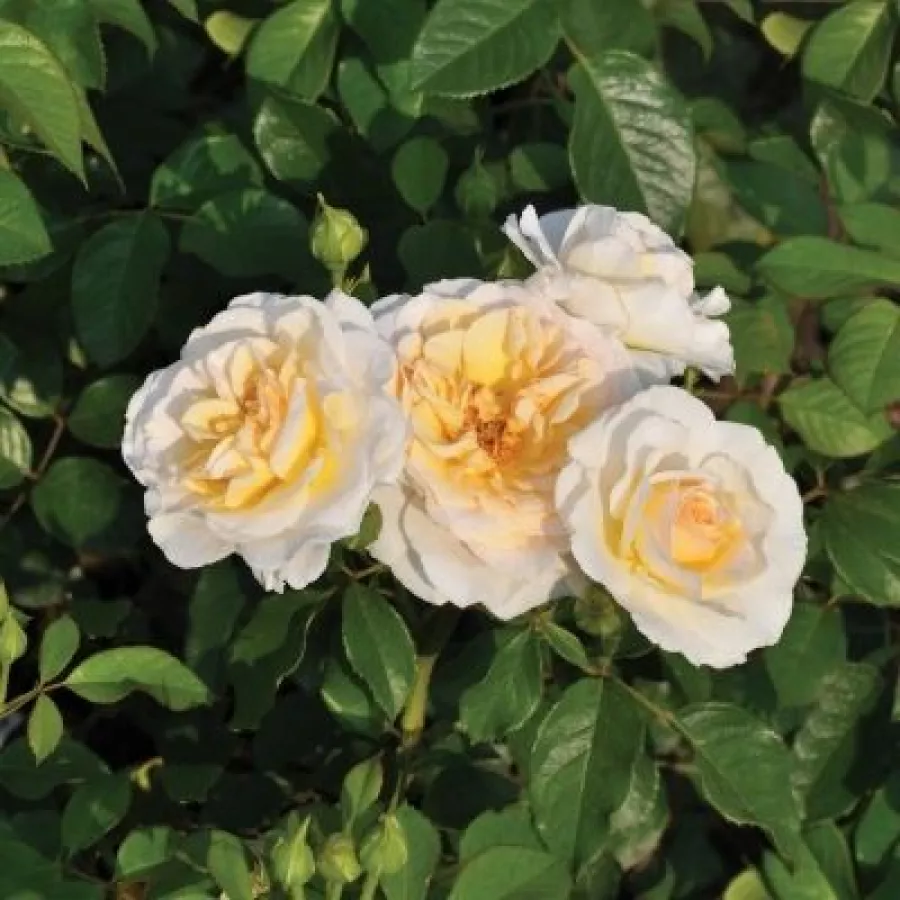 Róże rabatowe grandiflora - floribunda - Róża - Tisa™ - Szkółka Róż Rozaria