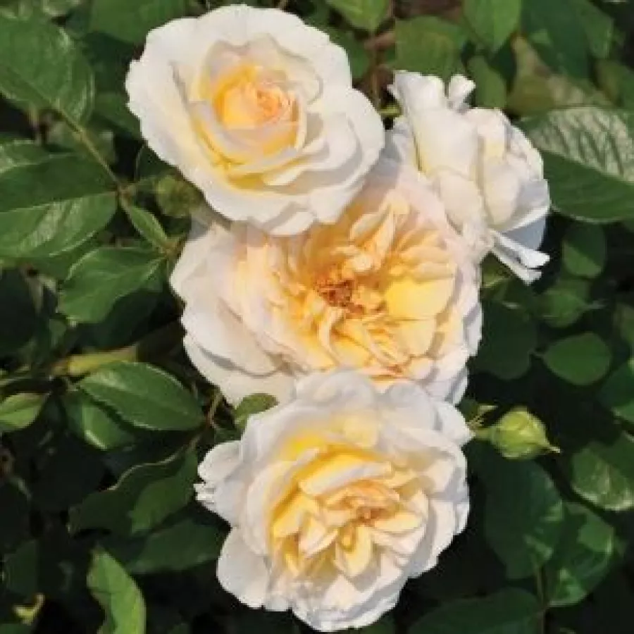 żółty - Róża - Tisa™ - Szkółka Róż Rozaria