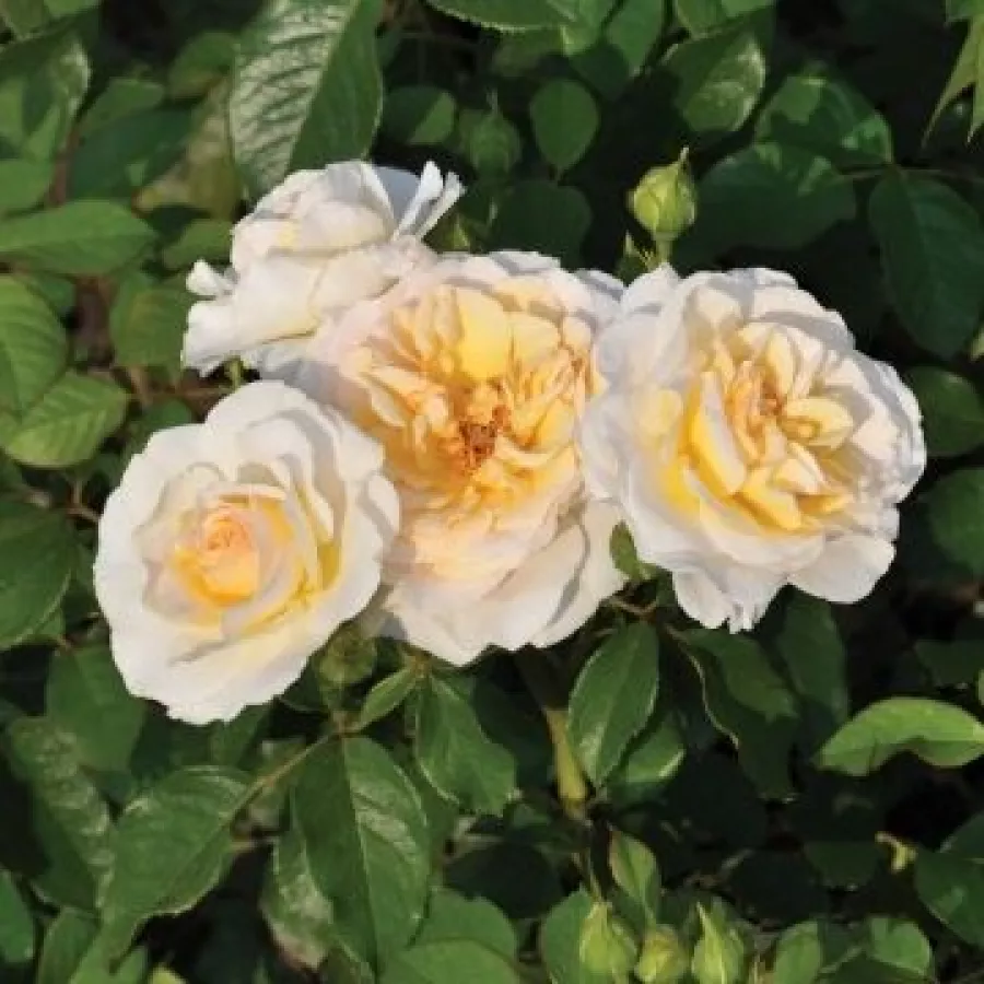 BOZreka025 - Rosa - Tisa™ - Produzione e vendita on line di rose da giardino