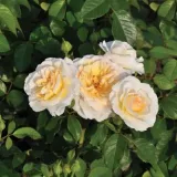żółty - róża pienna - Rosa Tisa™ - róża z dyskretnym zapachem