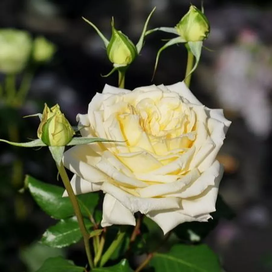 Trandafiri pomisor - Trandafir copac cu trunchi înalt – cu flori în buchet - Trandafiri - Tisa™ - 