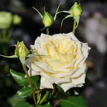 Rosa Tisa™ - żółty - róża pienna - Róże pienne - z kwiatami bukietowymi