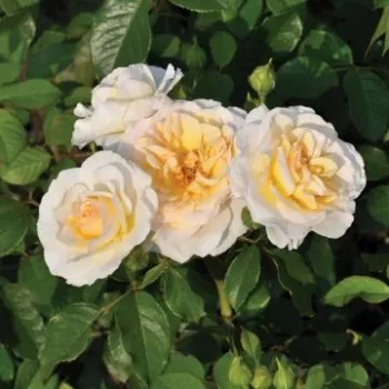 Világossárga - magastörzsű rózsa - csokros virágú