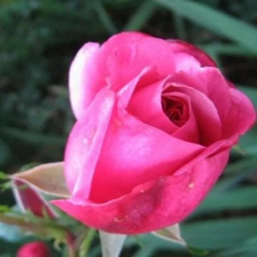 Angolrózsa virágú- magastörzsű rózsafa - Rózsa - Titian™ - Kertészeti webáruház