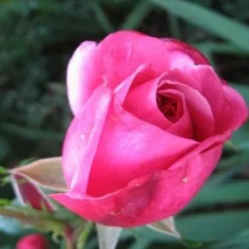 Rosa Titian™ - roz - trandafiri pomisor - Trandafir copac cu trunchi înalt – cu flori tip trandafiri englezești