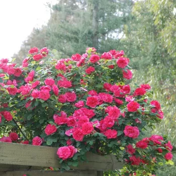 Głęboko różowy - róża pienna - Róże pienne - z kwiatami róży angielskiej