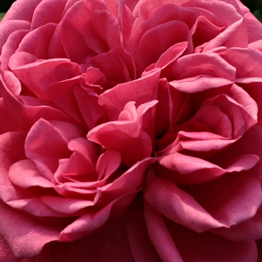 Samostatný - Růže - Titian™ - 
