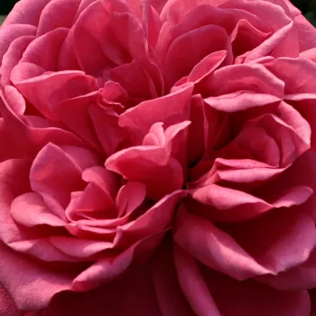 Pedir rosales - rosa - árbol de rosas inglés- rosal de pie alto - Titian™ - rosa de fragancia moderadamente intensa - manzana