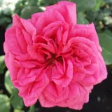 Drevesne vrtnice - roza - Rosa Titian™ - Zmerno intenzivni vonj vrtnice