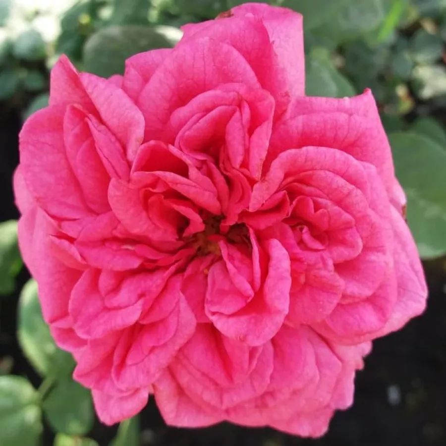 Umiarkowanie pachnąca róża - Róża - Titian™ - sadzonki róż sklep internetowy - online