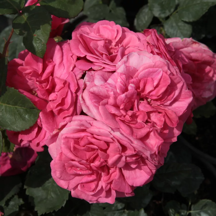 Rose - Rosier - Titian™ - rosier en ligne pépinières