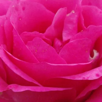 Online rózsa kertészet - rózsaszín - virágágyi floribunda rózsa - Tom Tom™ - diszkrét illatú rózsa - pézsma aromájú - (60-100 cm)