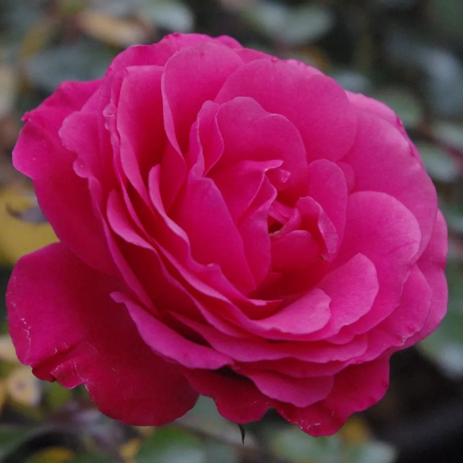 Róże rabatowe grandiflora - floribunda - Róża - Tom Tom™ - Szkółka Róż Rozaria