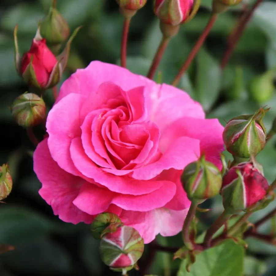 árbol de rosas de flores en grupo - rosal de pie alto - Rosa - Tom Tom™ - rosal de pie alto