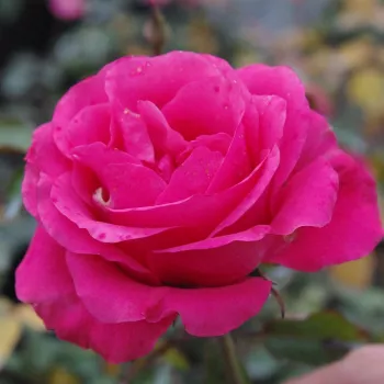 Silná růžová - stromkové růže - Stromkové růže, květy kvetou ve skupinkách