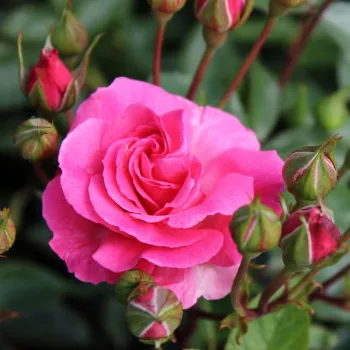 Rosa Tom Tom™ - ružová - stromčekové ruže - Stromkové ruže, kvety kvitnú v skupinkách