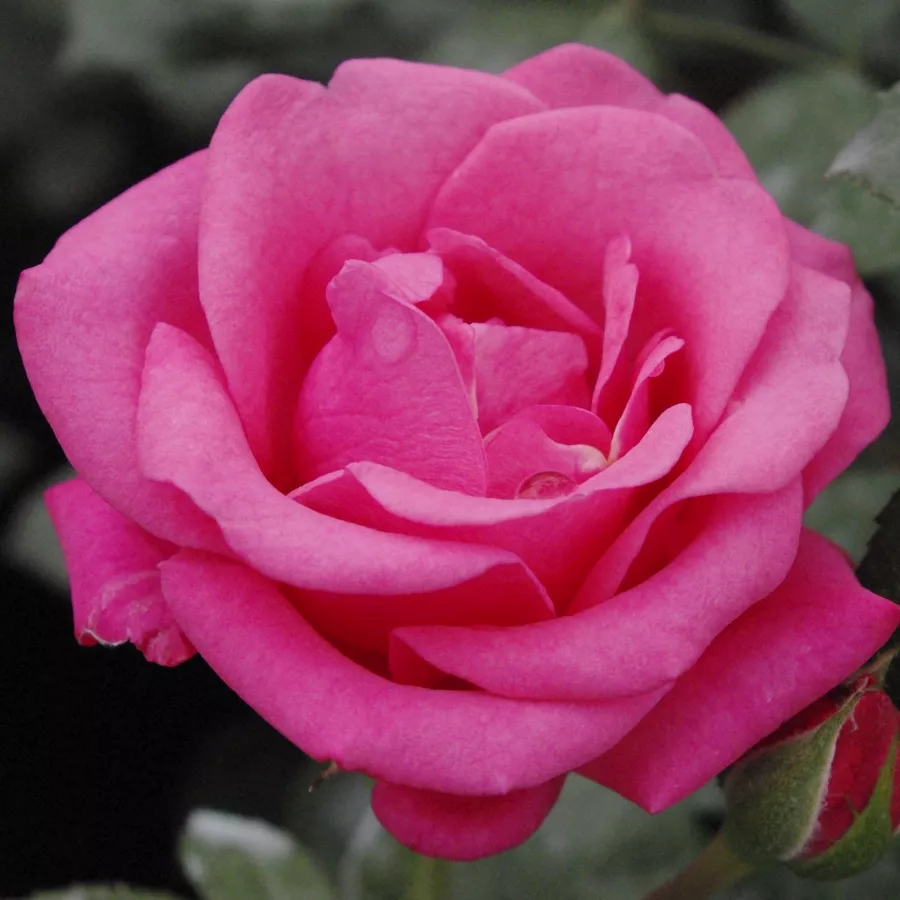 Róże rabatowe grandiflora - floribunda - Róża - Tom Tom™ - róże sklep internetowy