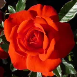 Vörös - törpe - mini rózsa - Online rózsa vásárlás - Rosa Top Hit® - diszkrét illatú rózsa - pézsmás aromájú