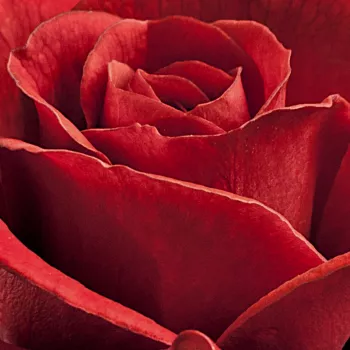 Rózsa kertészet - vörös - törpe - mini rózsa - Top Hit® - diszkrét illatú rózsa - pézsmás aromájú - (40-80 cm)