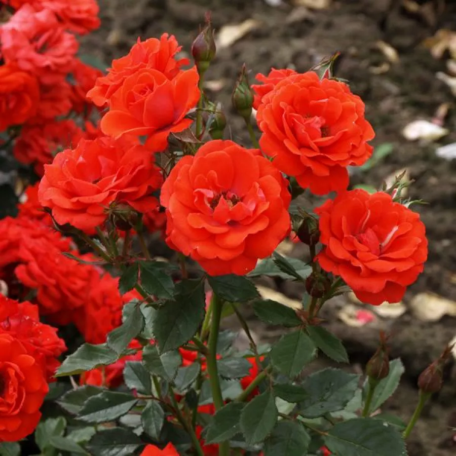 Rosso - Rosa - Top Hit® - Produzione e vendita on line di rose da giardino