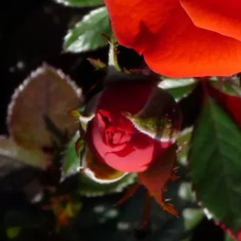 Rosa Top Hit® - roșu - trandafiri pomisor - Trandafir copac cu trunchi înalt – cu flori mărunți