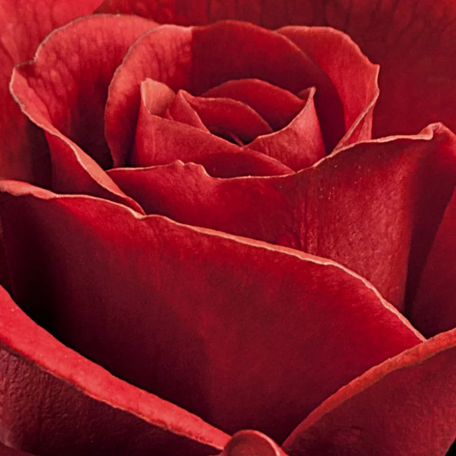 Csokros - Rózsa - Top Hit® - Kertészeti webáruház