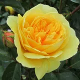 Sárga - angol rózsa - Online rózsa vásárlás - Rosa Ausmas - intenzív illatú rózsa - fahéj aromájú
