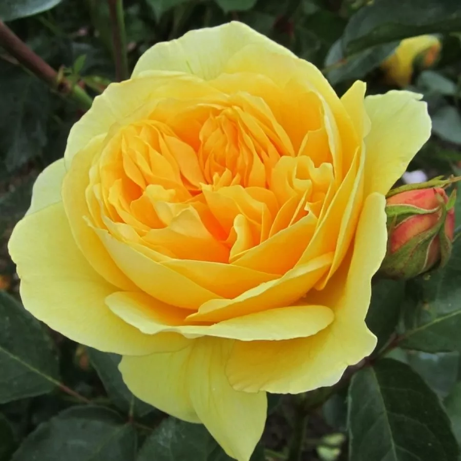 Angleška vrtnica - Roza - Ausmas - Na spletni nakup vrtnice