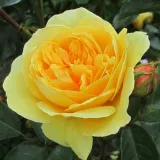 Angleška vrtnica - rumena - Vrtnica intenzivnega vonja - Rosa Ausmas - Na spletni nakup vrtnice