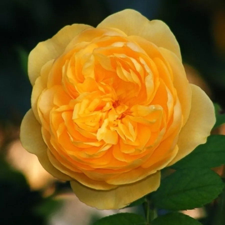 žuta boja - Ruža - Ausmas - Narudžba ruža