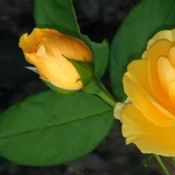 Rosa Ausmas - žltá - anglická ruža