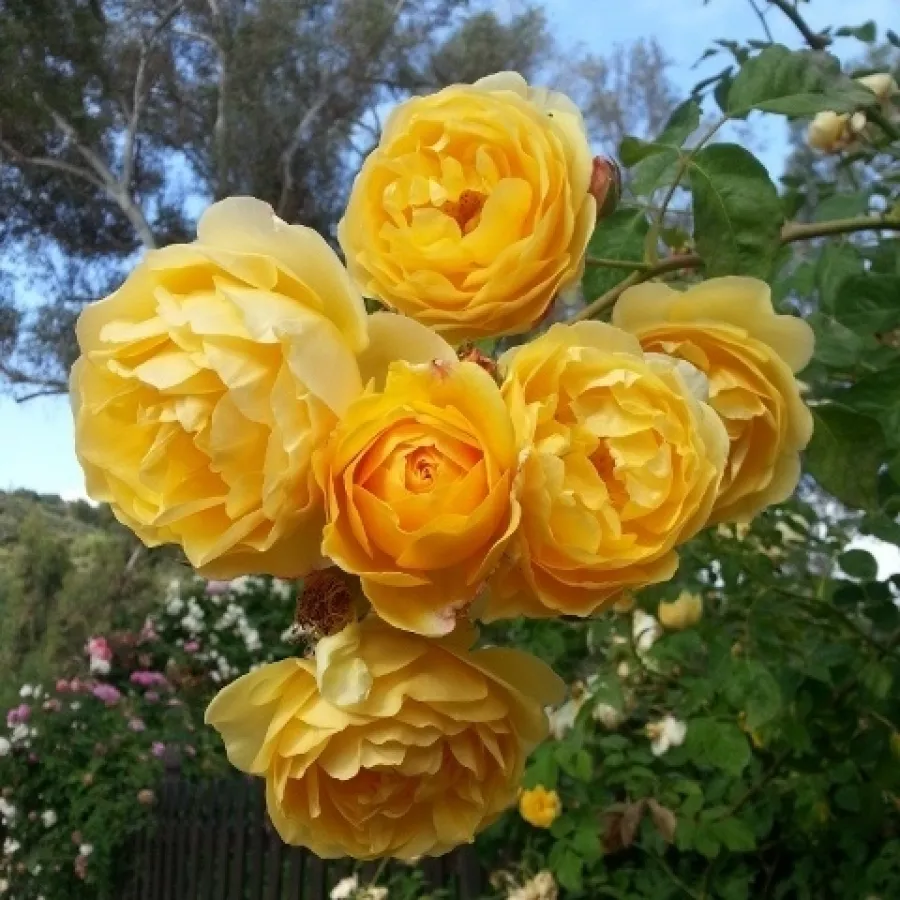 AUSmas - Róża - Ausmas - Szkółka Róż Rozaria
