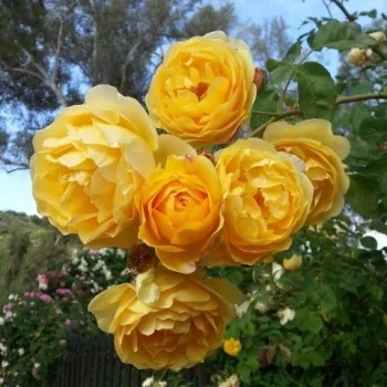 Zlatno žuta - Engleska ruža   (150-300 cm)