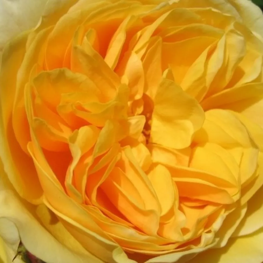 English Rose Collection, Shrub - Ruža - Ausmas - Ruže - online - koupit