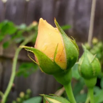 Rosa Ausmas - galben - trandafiri pomisor - Trandafir copac cu trunchi înalt – cu flori tip trandafiri englezești