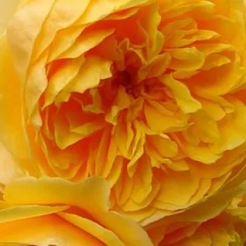 Vente de rosiers en ligne - Rosa Ausmas - parfum intense - Rosier aux fleurs anglaises - rosier à haute tige - jaune - David Austin - buissonnant - -