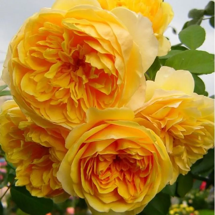 Róża angielska - Róża - Ausmas - sadzonki róż sklep internetowy - online