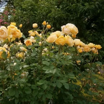Zeltaini dzeltena - angļu rozes - roze ar spēcīgu smaržu - ar kanēļa aromātu