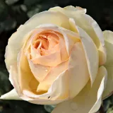 Sárga - teahibrid rózsa - Online rózsa vásárlás - Rosa Topaze Orientale™ - közepesen illatos rózsa - vanilia aromájú
