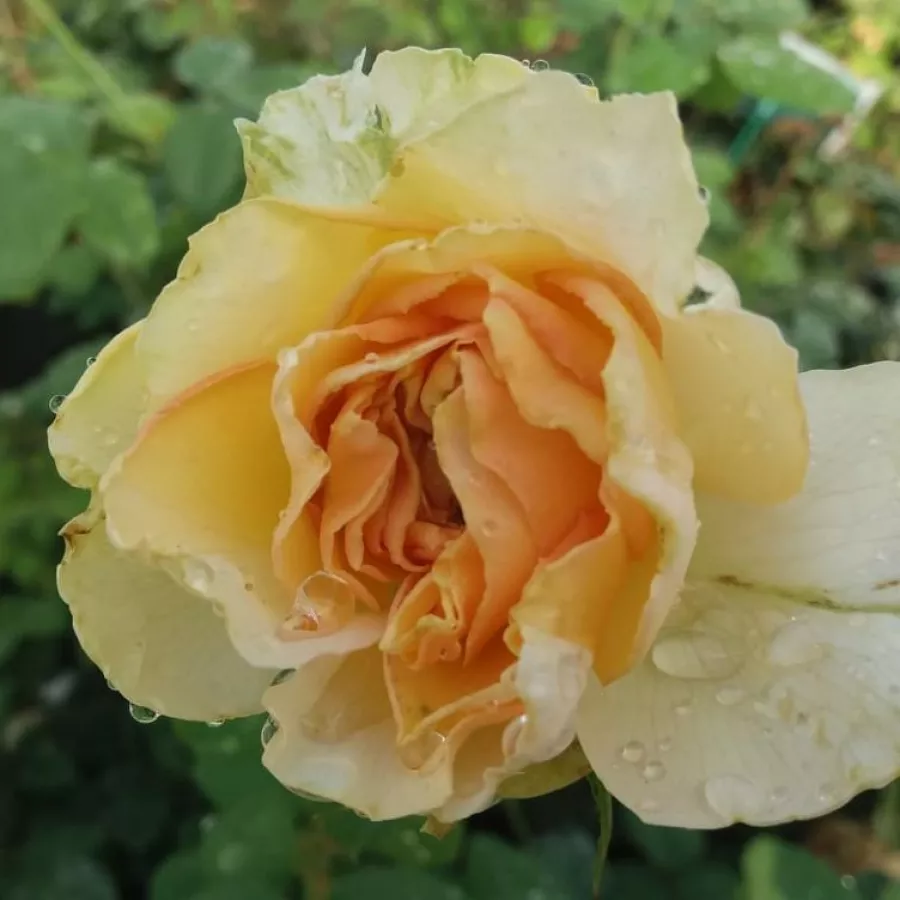 Sárga - Rózsa - Topaze Orientale™ - Online rózsa rendelés