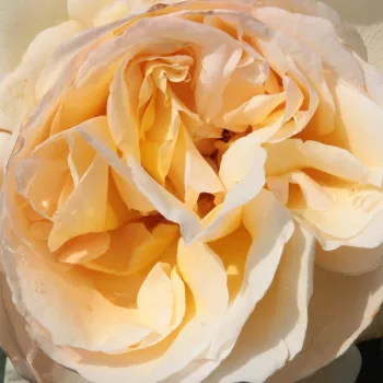 Rosen Gärtnerei - teehybriden-edelrosen - gelb - Rosa Topaze Orientale™ - mittel-stark duftend - Georges Delbard - Ihr verhältnismäßig große gewachsener Busch bietet in offenen Randbeeten eine anziehende Kulisse für eine herbstliche Blumenpracht.