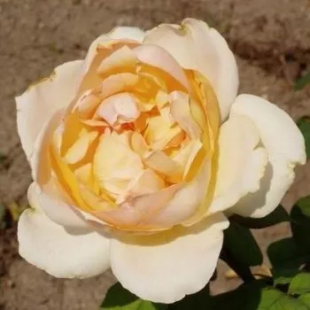 Galben și roz - trandafiri pomisor - Trandafir copac cu trunchi înalt – cu flori teahibrid