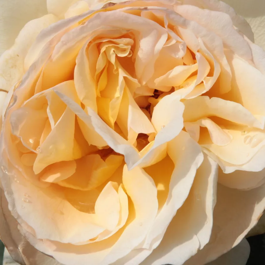 Solitaria - Rosa - Topaze Orientale™ - rosal de pie alto