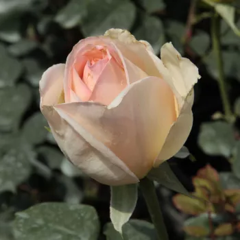 Rosa Topaze Orientale™ - jaune - rosier haute tige - Fleurs hybrid de thé