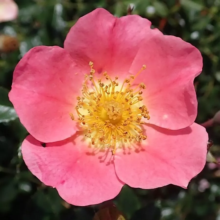 Pôdopokryvná ruža - Ruža - Topolina® - Ruže - online - koupit