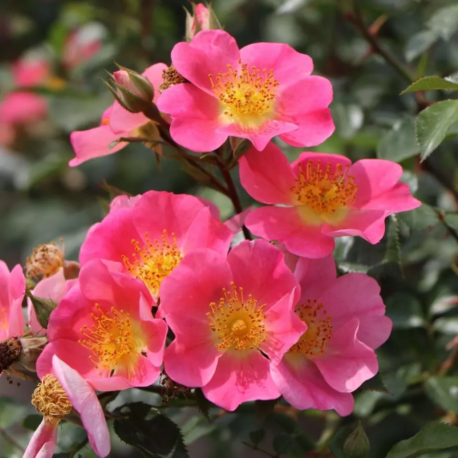 Różowy - Róża - Topolina® - Szkółka Róż Rozaria