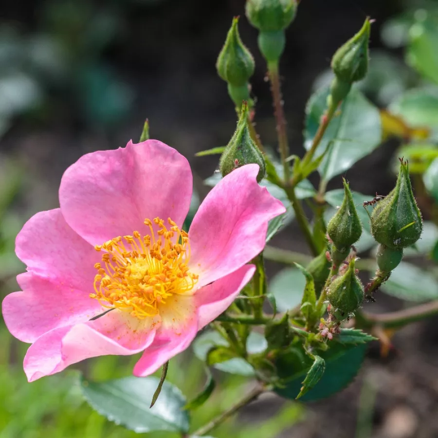 Rosa sin fragancia - Rosa - Topolina® - Comprar rosales online
