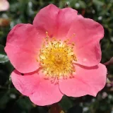 Ružičasta - ruže stablašice - Rosa Topolina® - bez mirisna ruža
