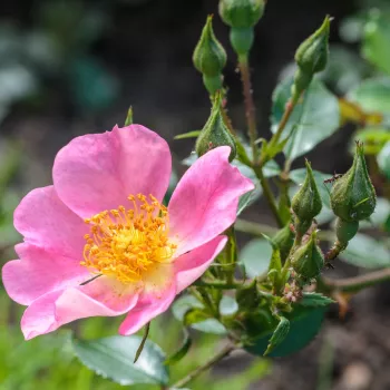 Rosa Topolina® - roz - trandafiri pomisor - Trandafir copac cu trunchi înalt – cu flori mărunți