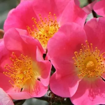 Ruže - online - koupit - stromčekové ruže - Stromková ruža s drobnými kvetmi - ružová - Topolina® - bez vône